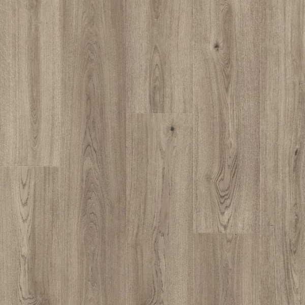 IMM61078 Дуб Тайга